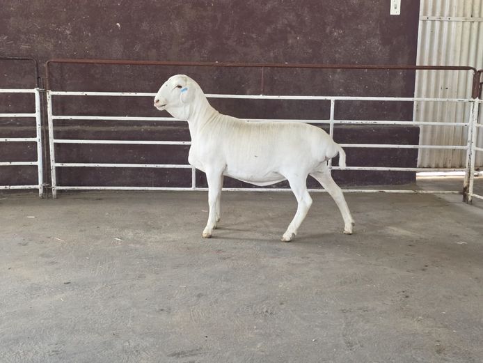 139 25 0174 | MNR. PR WIESE H/A BULBERG BDY