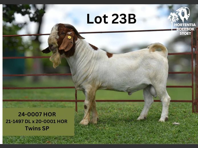 24-0007HOR | HORTENTIA BOERBOK STOET