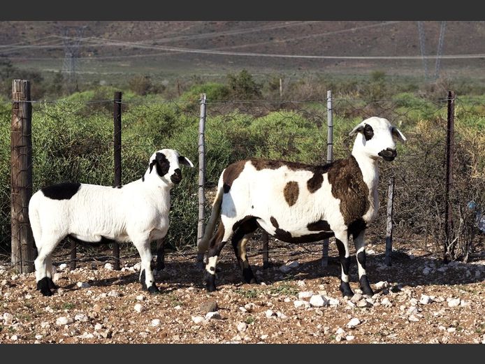 GMD 24-4286 | Kanyezi Meatmasters