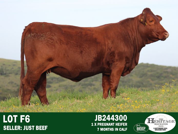 Female Animals | Just Beef