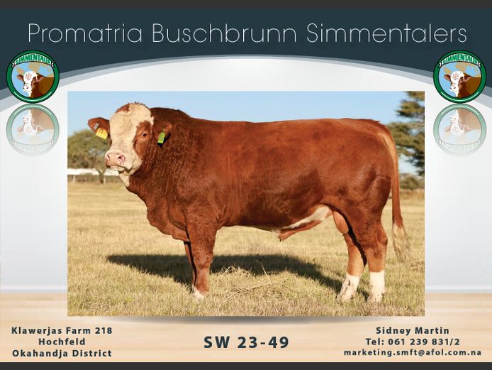 SW2349 | PROMATRIA BUSCHBRUNN SIMMENTALER