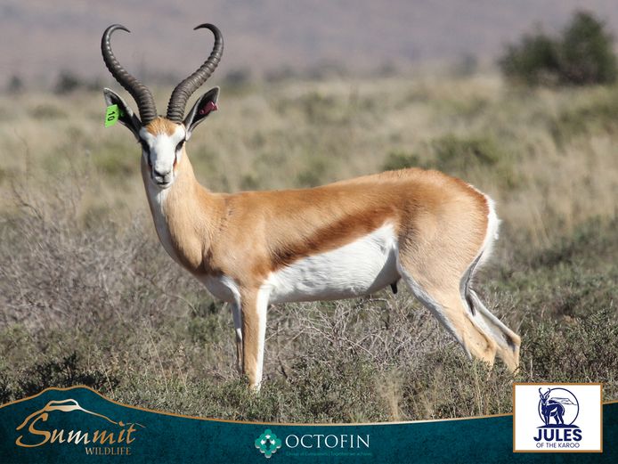 18 2/8" SPRINGBOK RAM