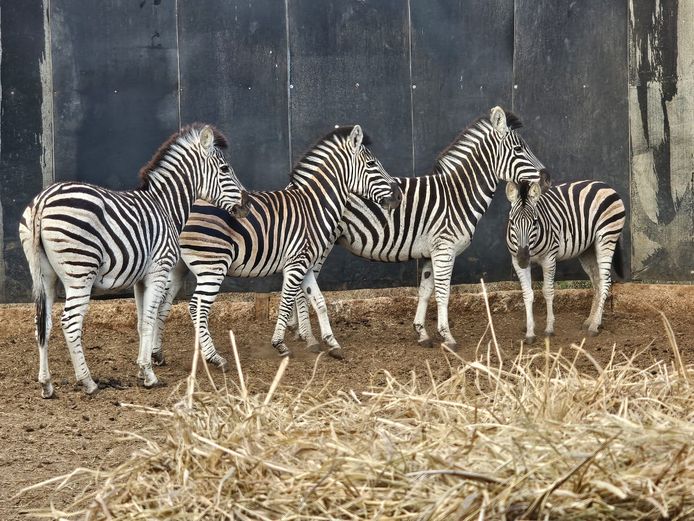 ZEBRA | ZEBULA