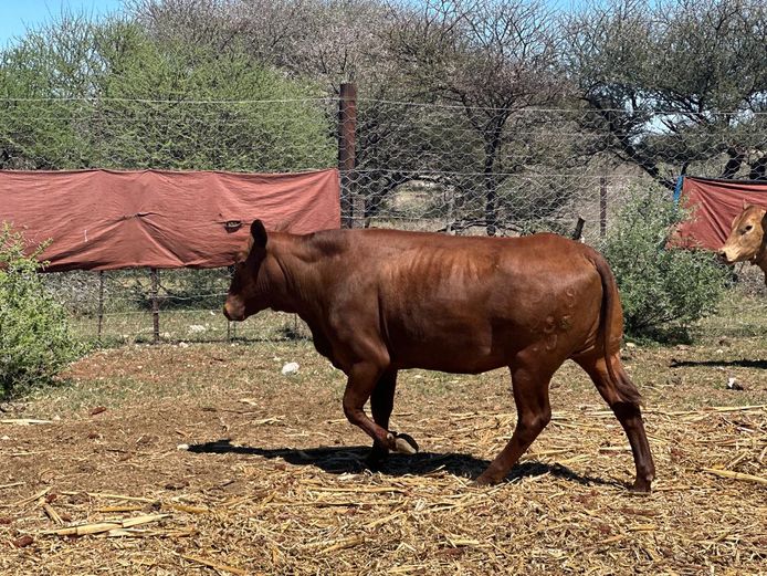 P7S230285 | Piet Swart