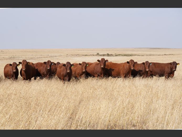 Commercial Animals | GERMAR AGRI
