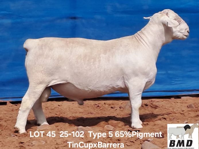 25-102 | BROER MARITZ DORPERS