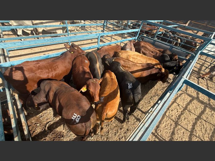 Commercial Ox