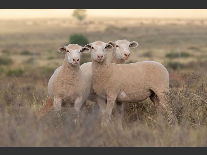 DZ 250309 | 2 STEYNS BOERDERY