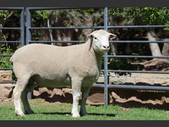 DZ 240321 | 2 STEYNS BOERDERY