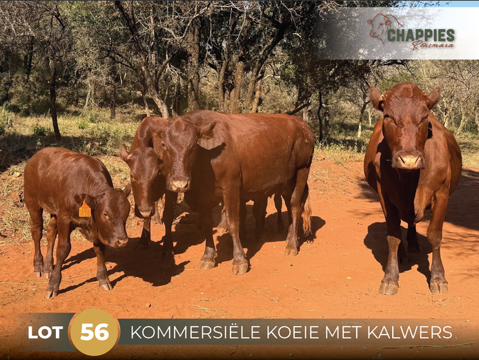 Commercial Animals | CHAPPIES BONSMARA