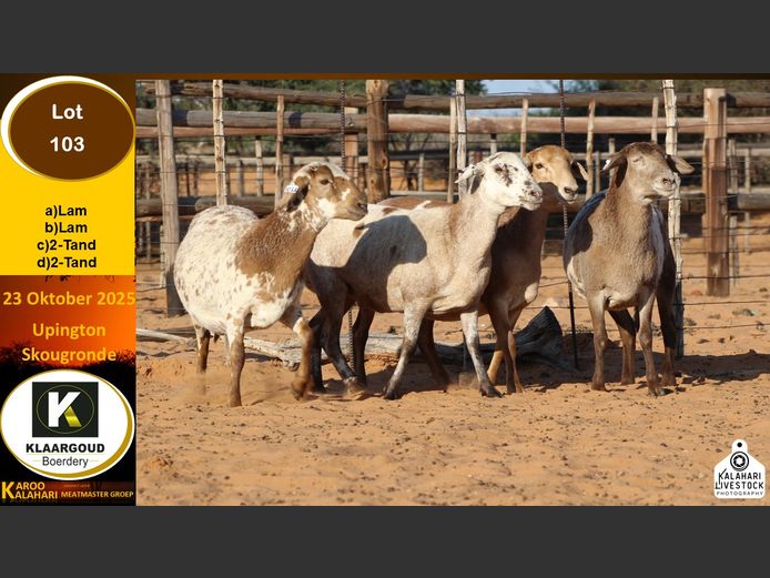 CP 103A | Chris Potgieter & Christia Scholtz - Klaargoud Boerdery