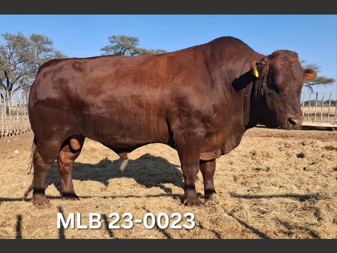 MLB230023HH(c) | MOSLABON BONSMARA STOET