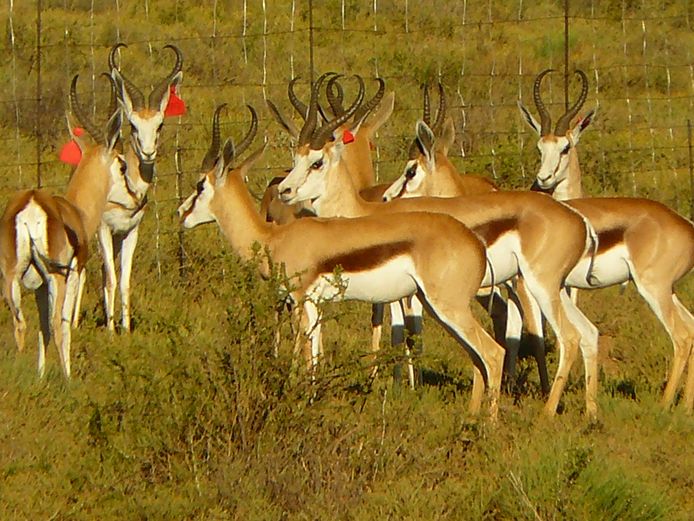 Kalahari Springbok | Tuinplaas Wild (A Marais)