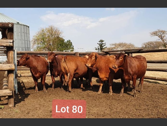 Heifers in Calf