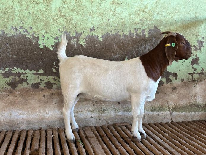 24238 | Biggs Boer Goats