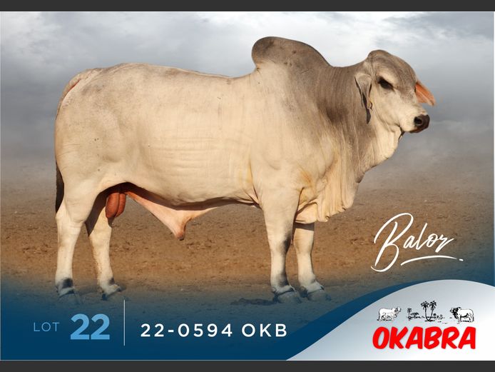 22-0594 OKB | OKABRA BRAHMANS