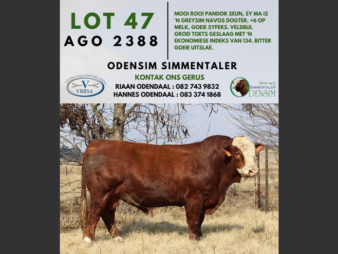 AGO2388 | AG ODENDAAL