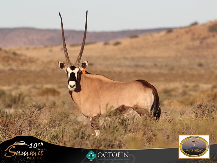 44 7/8" Oryx Bull