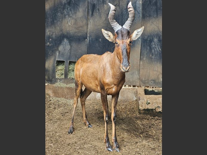 RED HARTEBEEST | BIG HORN