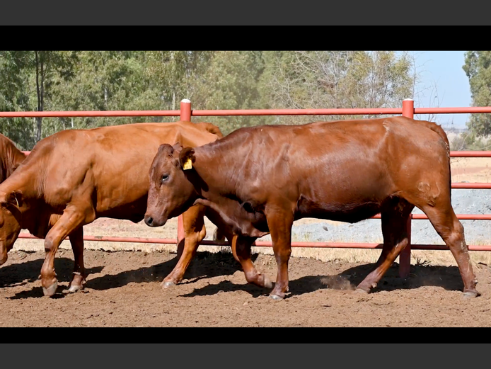 Commercial Animals | GOSSAYN BROS