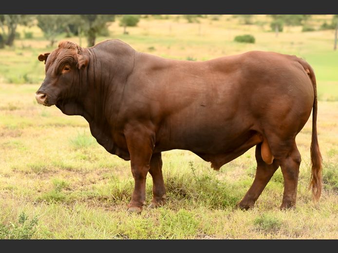 JOY 240041 | FETTING LIVESTOCK TRUST