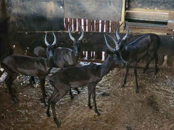 BLACK IMPALA | WATERBERG GAME