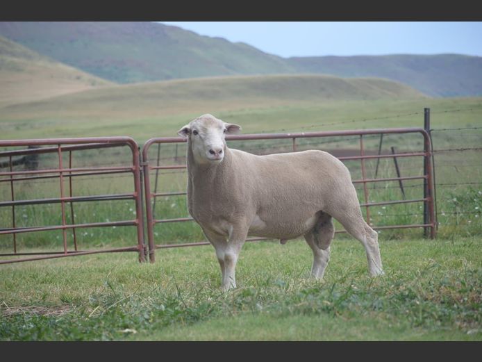 T 240205 | TWEE BROERS DORMER STOET