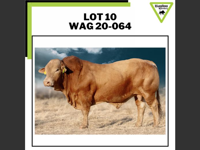 WAG 22-0064 | WAGNOU BEEFMASTER