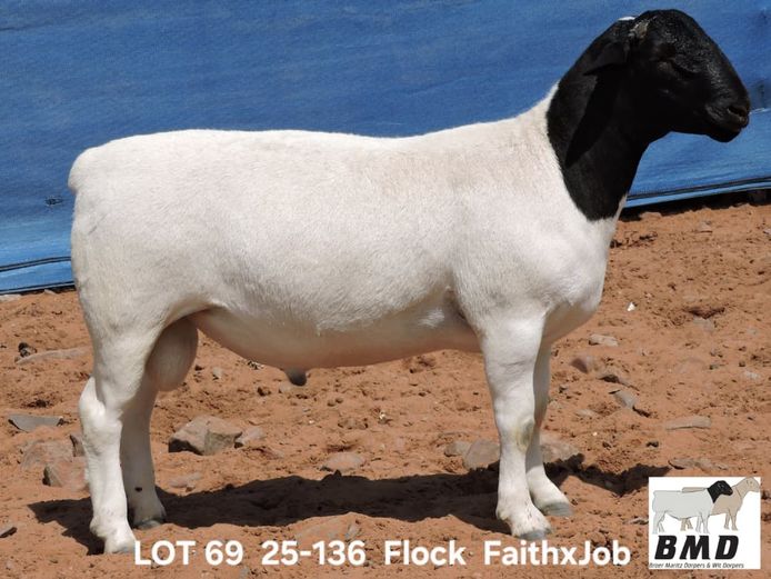 25-136 | BROER MARITZ DORPERS