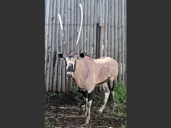 Gemsbok Bul