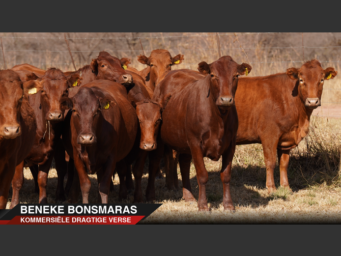 Commercial Animals | Beneke Bonsmaras
 - Nylstroom