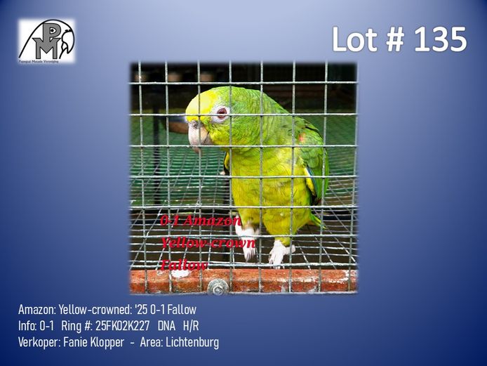 0-1 '25 Amazon: Yellow-crowned: Fallow - Fanie Klopper