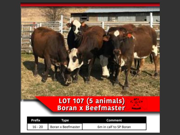 BORAN x BEEFMASTER COWS