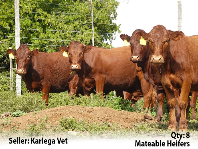 Commercial Animals | Kariega Vet
