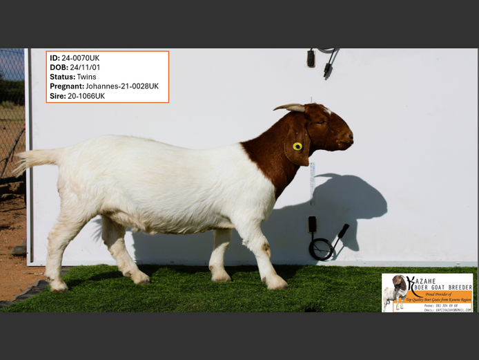 24-0070UK | Kahaze Boergoat Stud