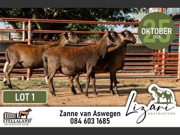 LZG222 | Lizari Meatmasters