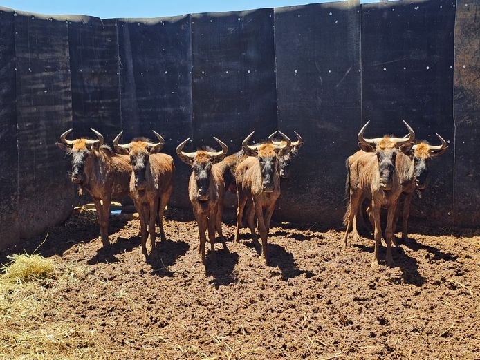 BLUE WILDEBEEST | SAVANNAH