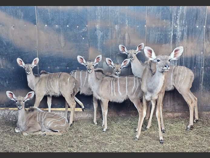 KUDU | C.P. KLOPPERS