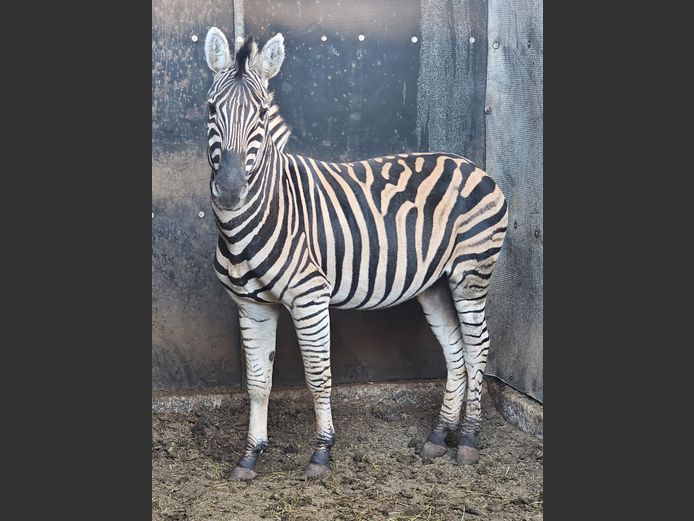 ZEBRA | MAS WILDLIFE