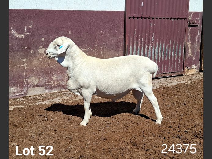 24375 | KASTEEL VAN ROOY RAMME