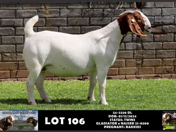 24-2230 DL | DAWID LOUW