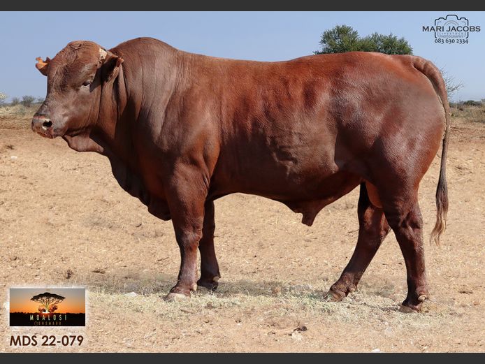 MDS 220079 | MOALOSI BONSMARA