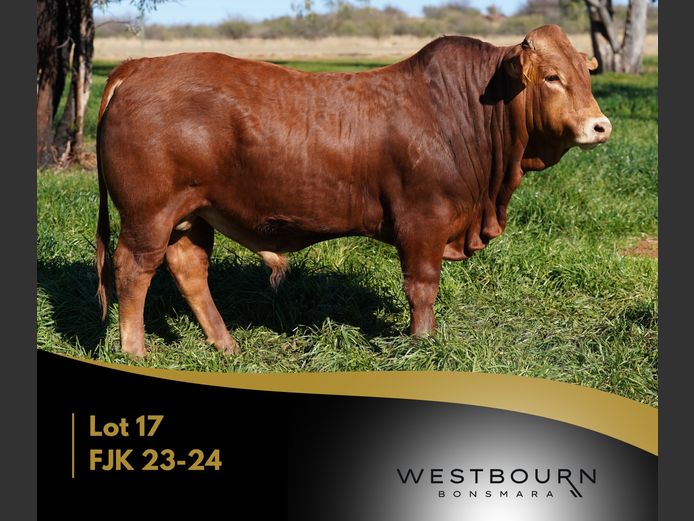 FJK 230024 | WESTBOURN BONSMARAS