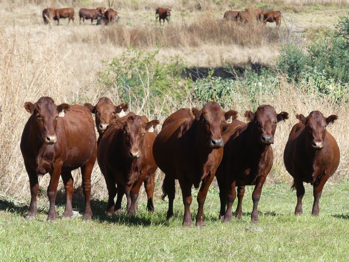 Commercial Animals 