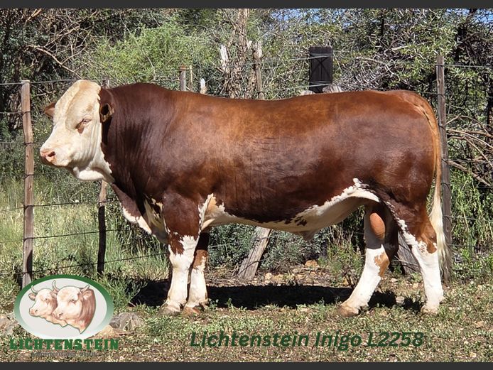 L2258 | LICHTENSTEIN SIMMENTALER