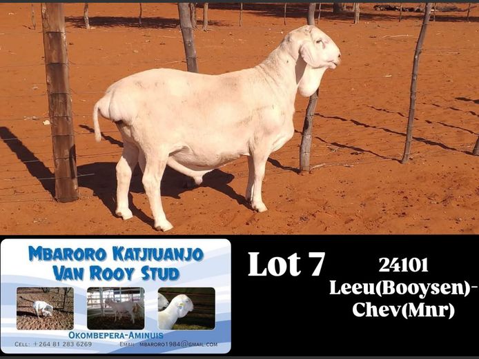 2499 | MBARORO KATJIUANJO VAN ROOY STUD