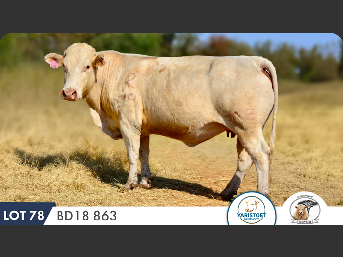 BD180863 HH | YARI STUD