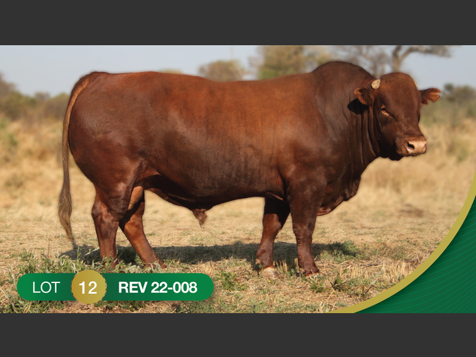 REV220008 | REVELAS BONSMARAS