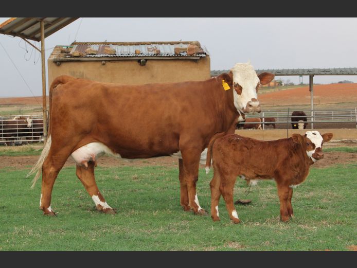 E21166 | EE SCHULENBURG
