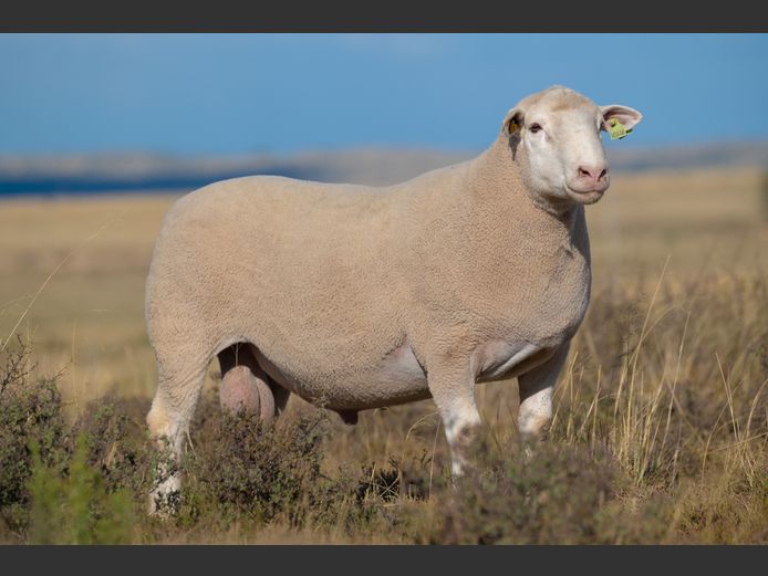 HE 240146 | EKSTEEN’S HATARI DORMER STUD